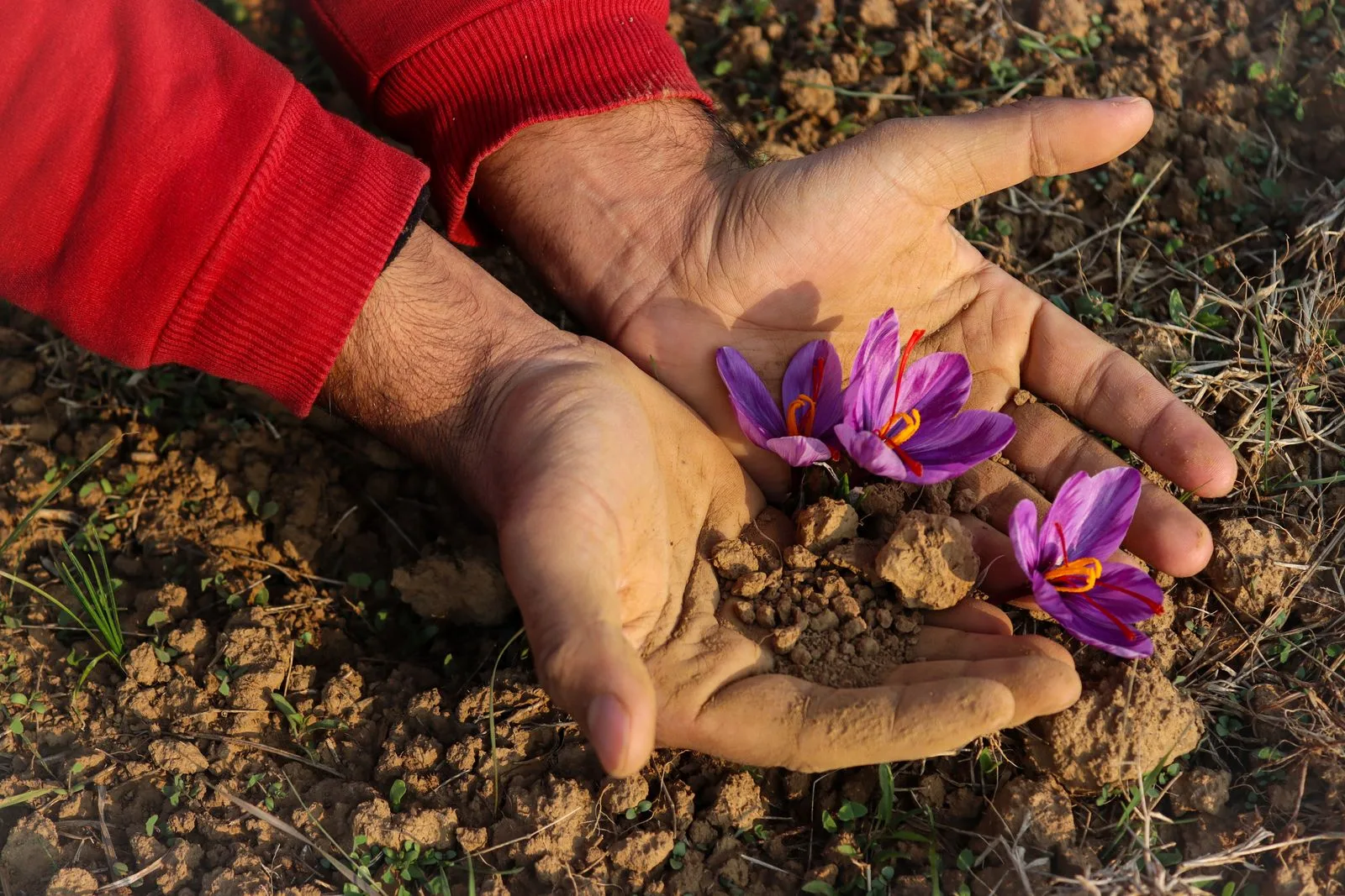 Saffron flowers harvested in the fields of Pampore, home of GI-tagged Kashmir Saffron