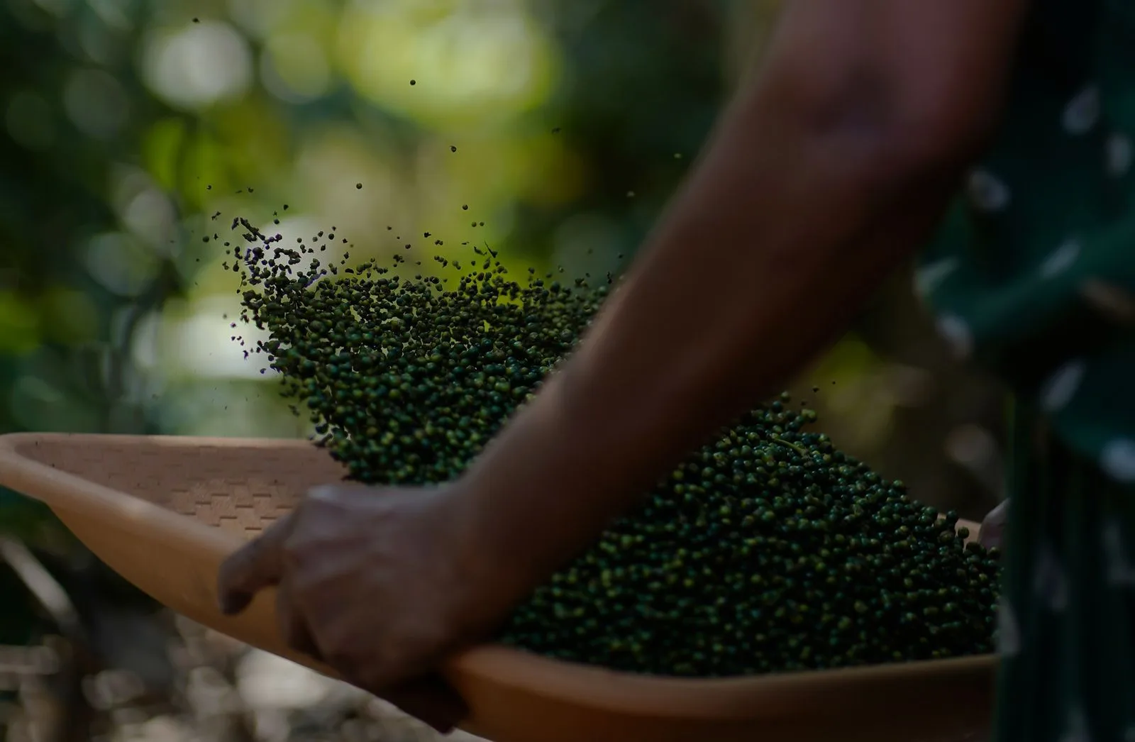 Black pepper being harvested in Kerala, home of GI-tagged Malabar Pepper