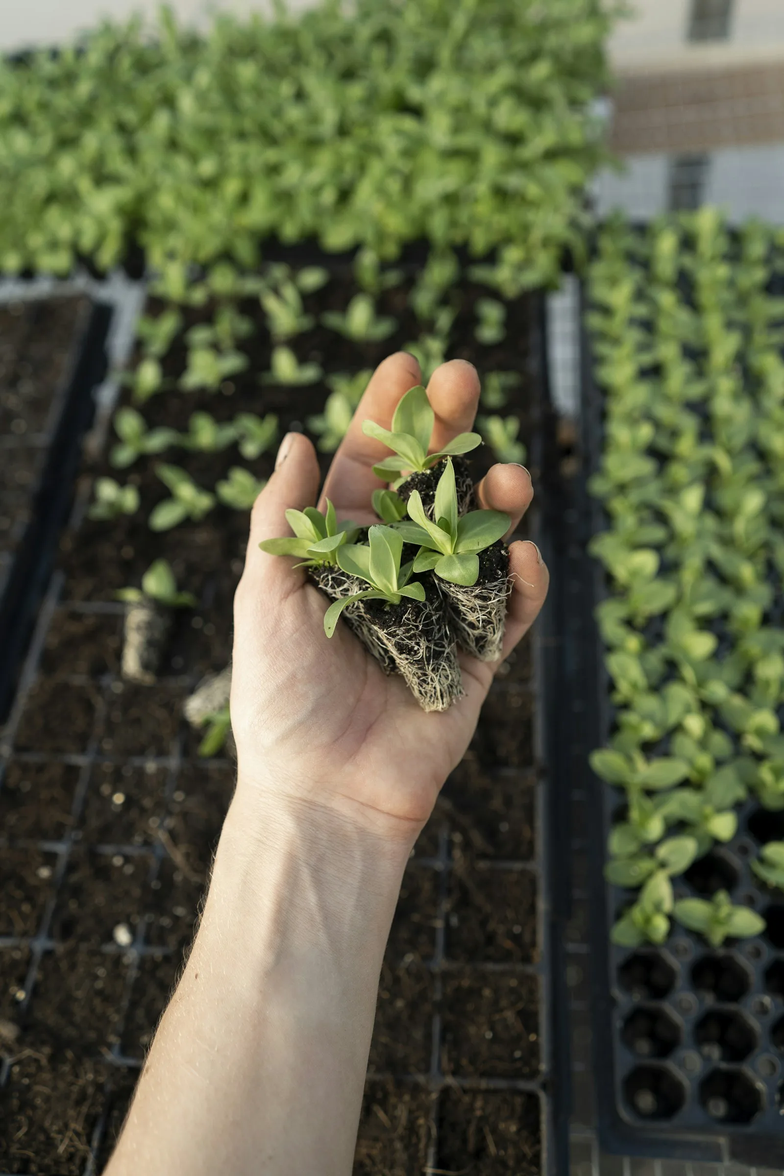 Healthy, living soil is the starting point for rich, flavourful spices
