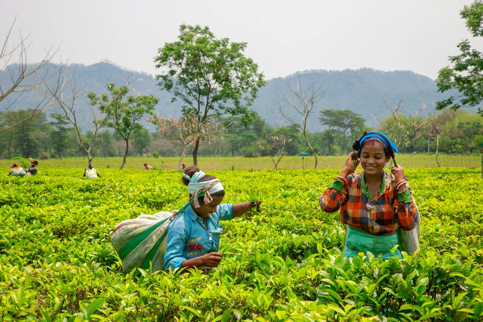 Women harvesting tea leaves: GI products carry the skill and story of their region