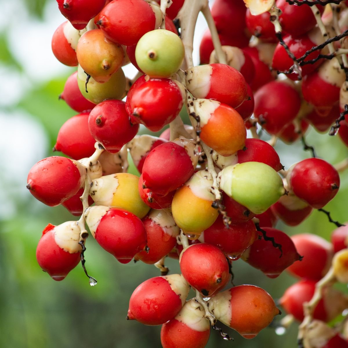 Betel Nuts / Areca Nuts