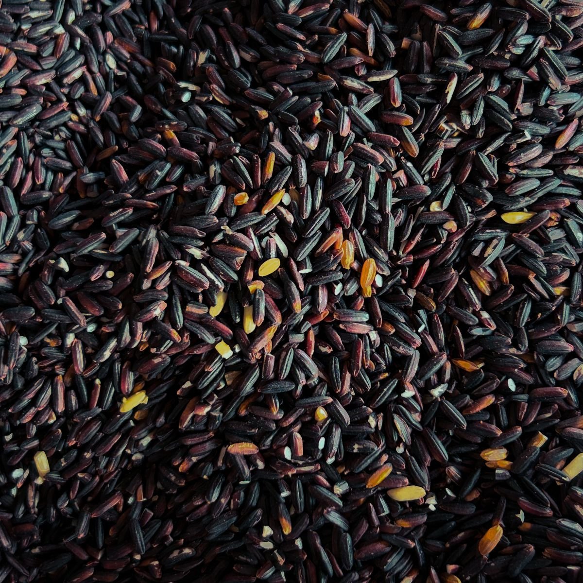 Black Rice (Chak-Hao)