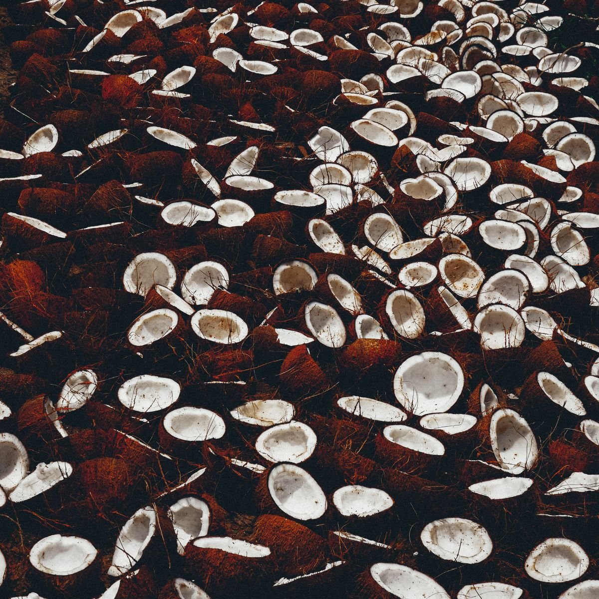 Dried Coconut (Copra)