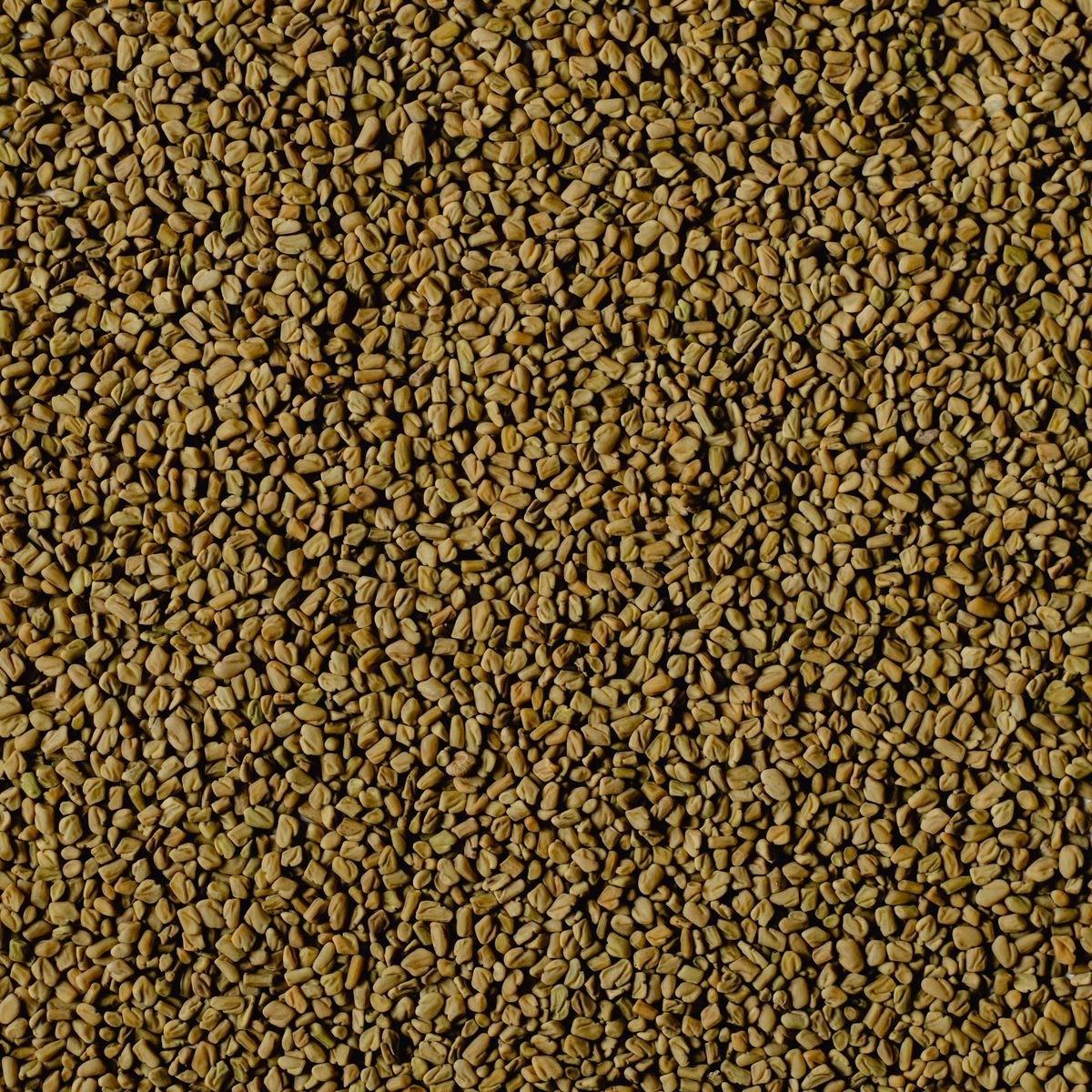 Fenugreek