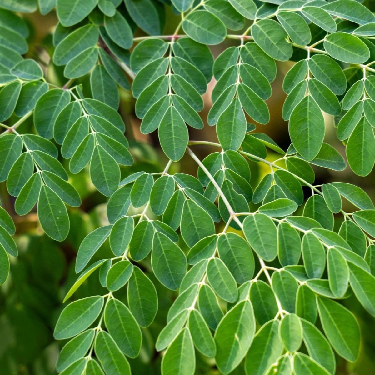Moringa
