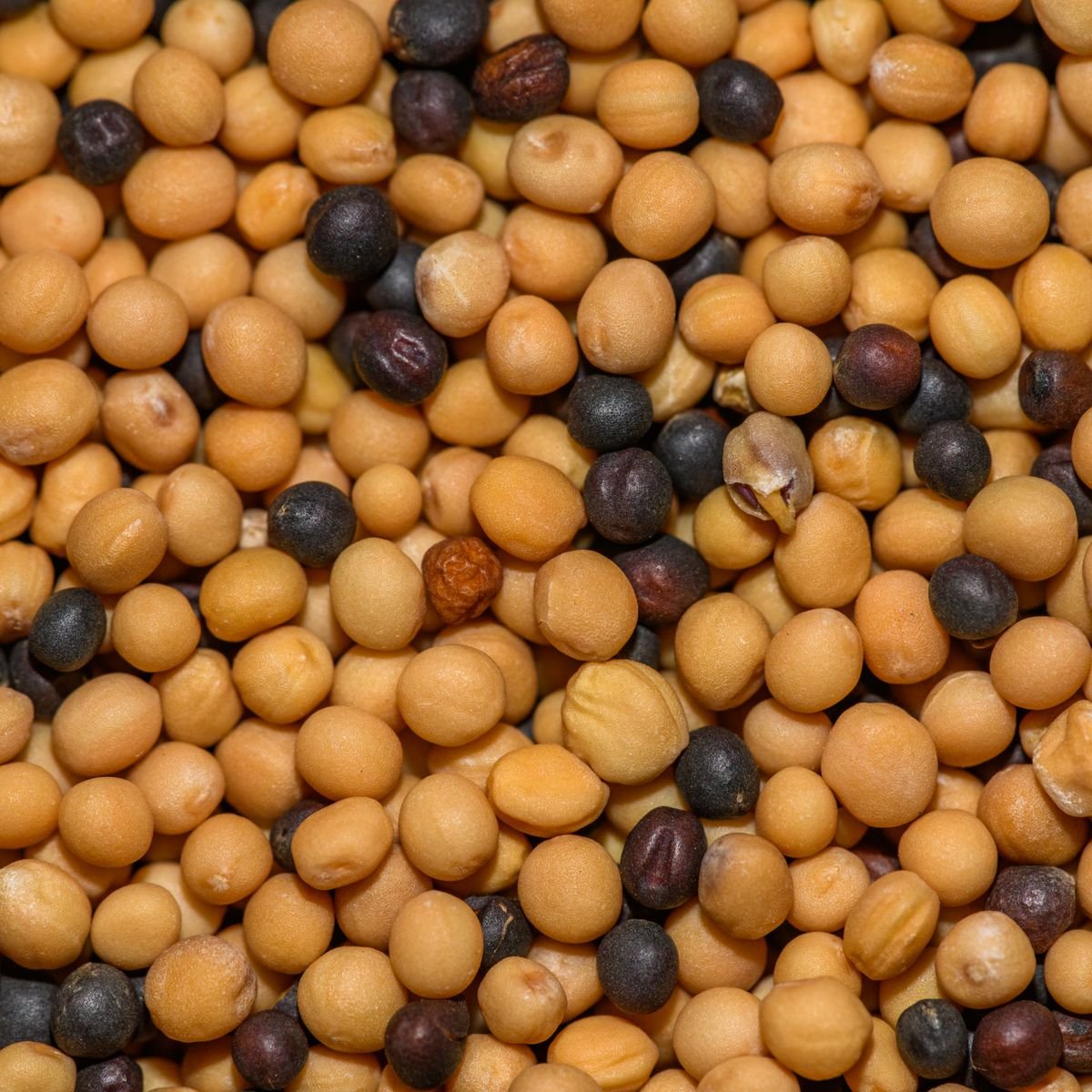 Mustard Seeds