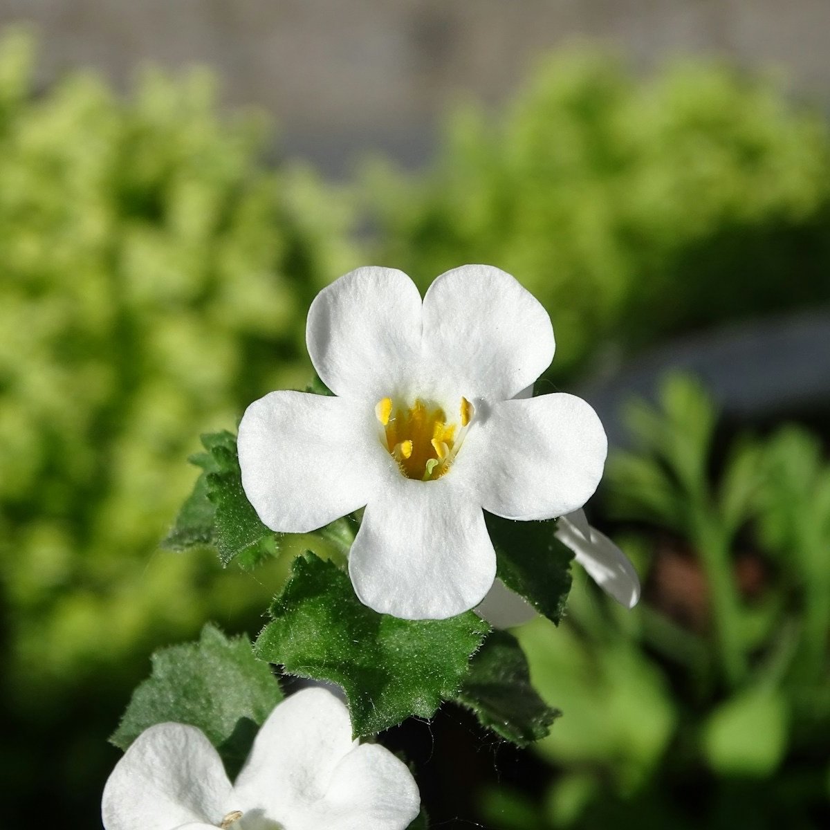 Brahmi (Bacopa Monnieri)