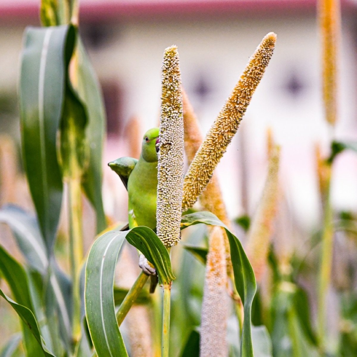 Pearl Millet