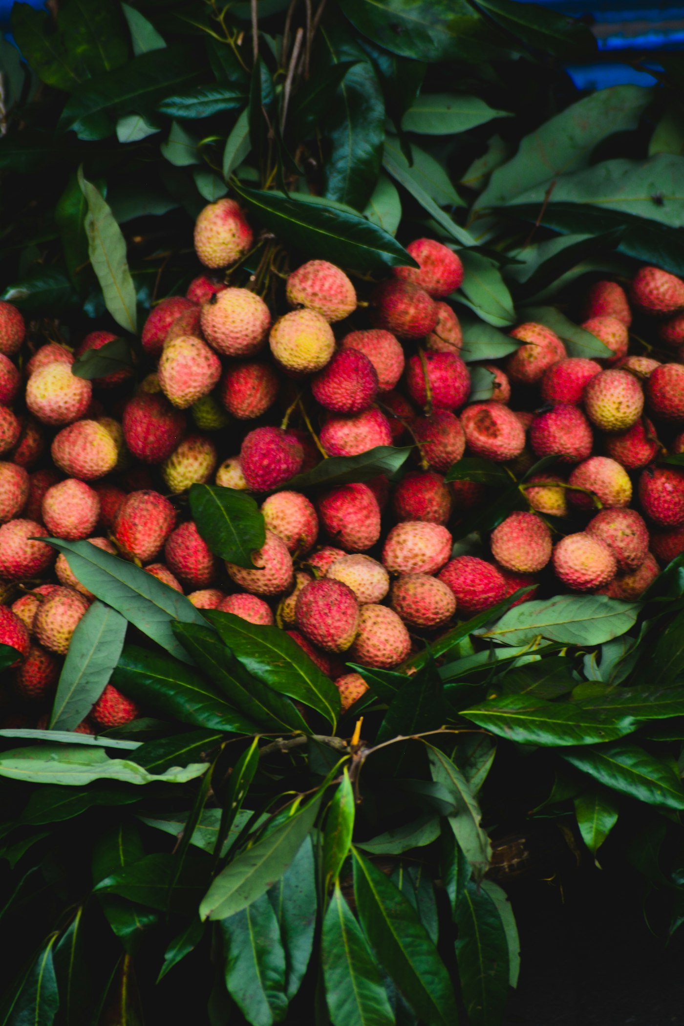 Shahi Litchi
