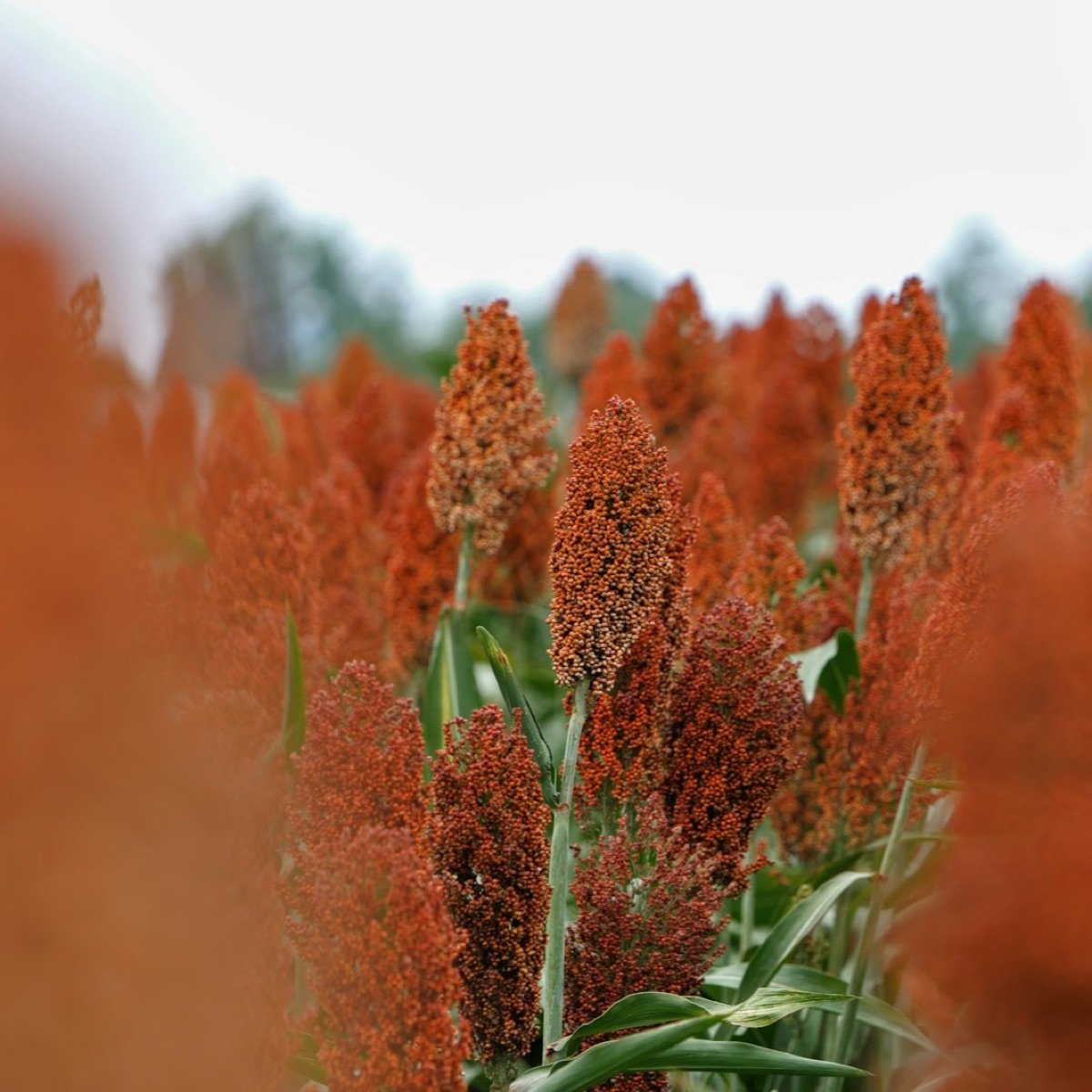 Sorghum